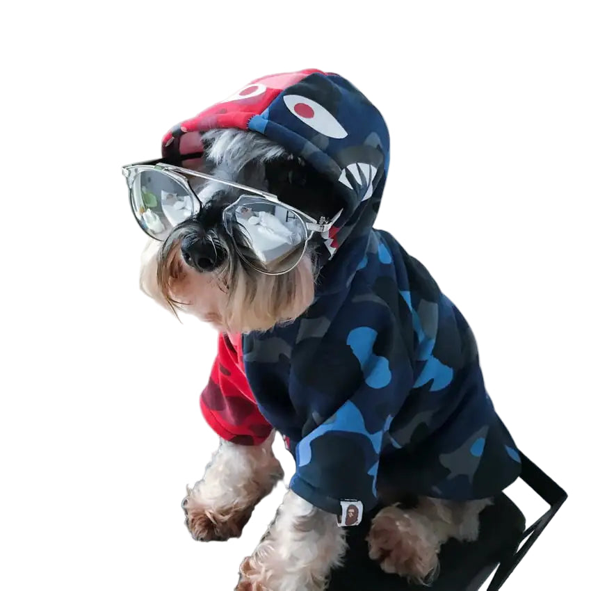 Dog wearing a colorful hoodie and sunglasses indoors.