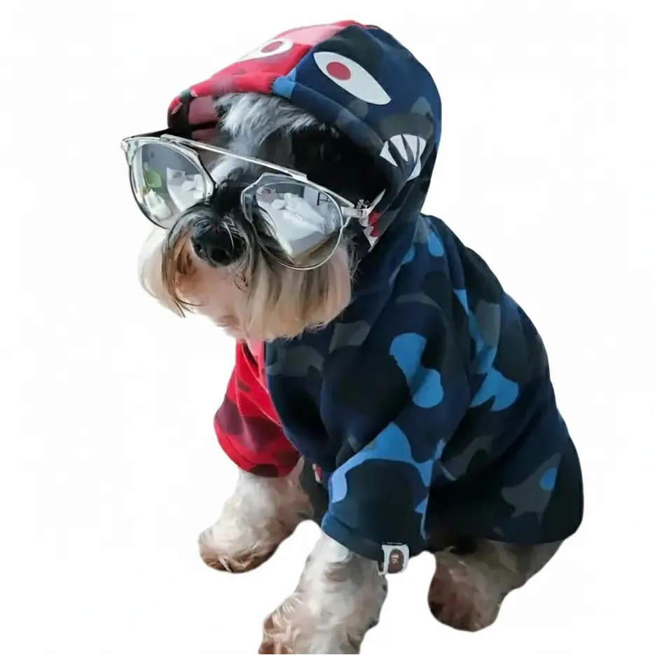 Dog wearing a colorful hoodie and sunglasses indoors.