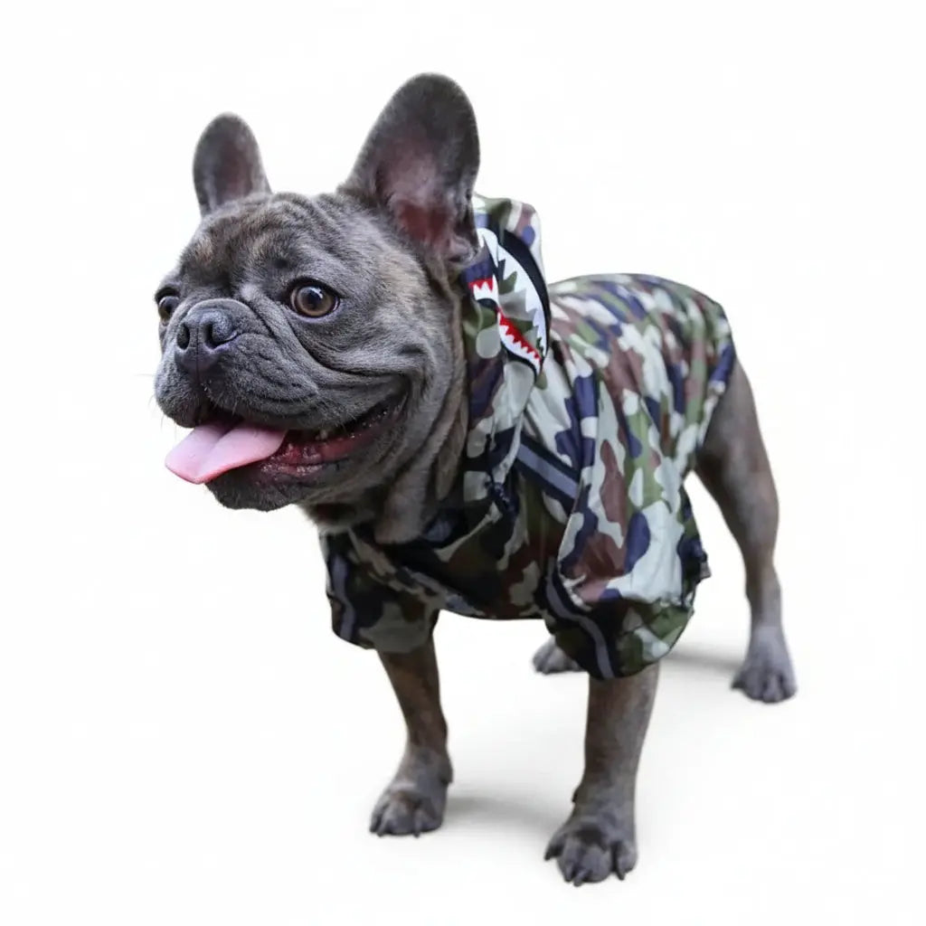 Dog wearing a camouflage hoodie standing on a sidewalk with graffiti in the background