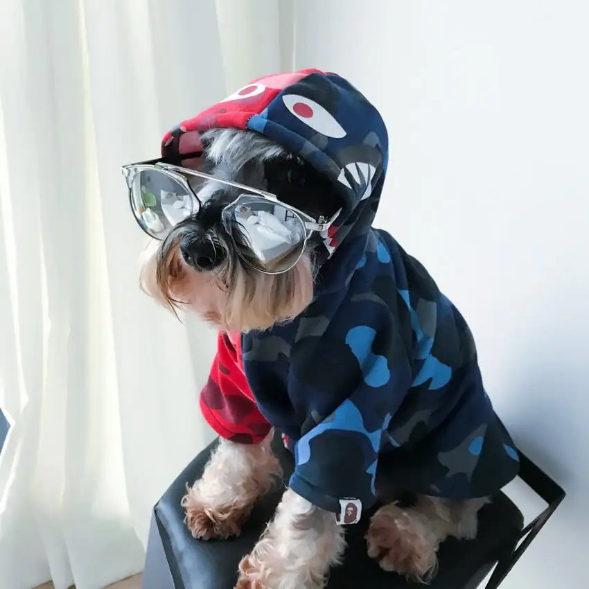 Dog wearing a colorful hoodie and sunglasses indoors.