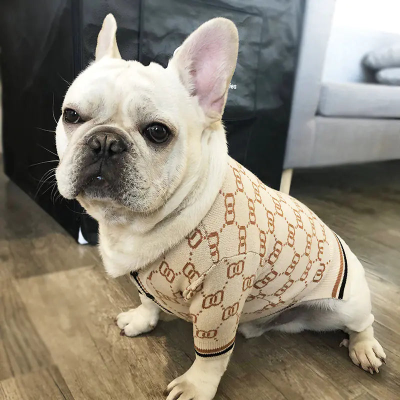 White dog wearing a patterned sweater indoors on a wooden floor.