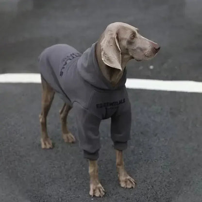 Dog wearing a gray hoodie with 'ESSENTIALS' branding on a road.