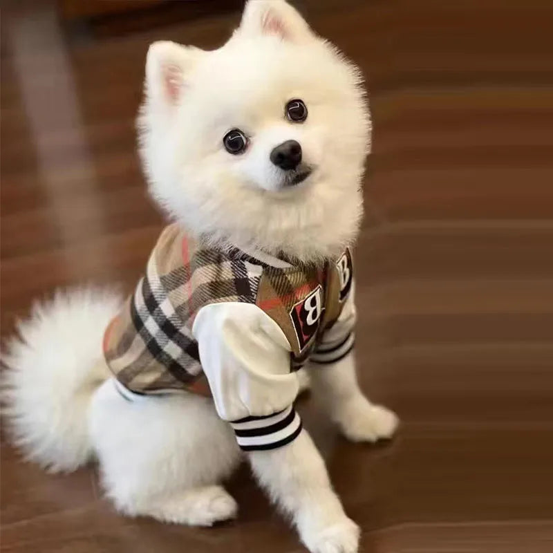 Small white dog wearing a plaid sweater on a wooden floor