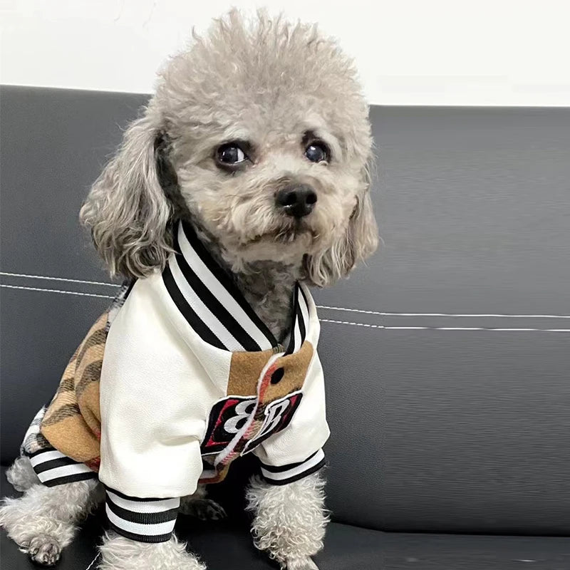 Small dog wearing a stylish jacket with a checkered pattern on a black background