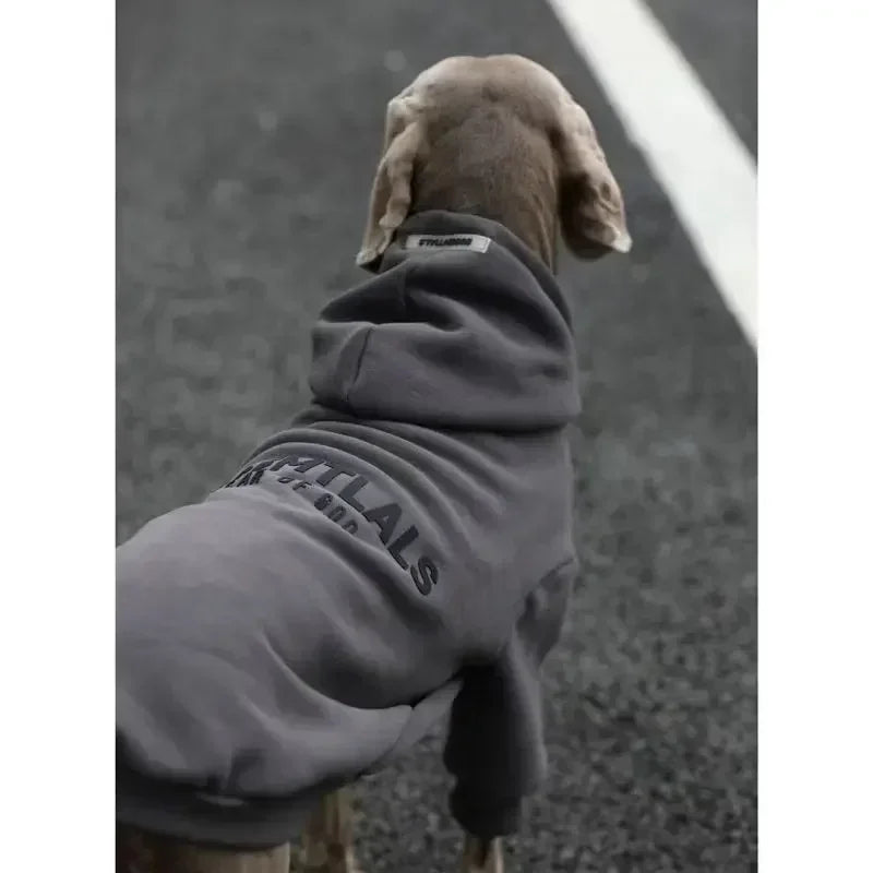 Dog wearing a gray hoodie with text on the back, standing on a road.