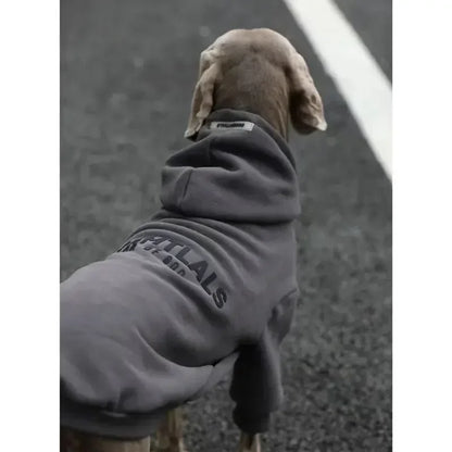 Dog wearing a gray hoodie with text on the back, standing on a road.