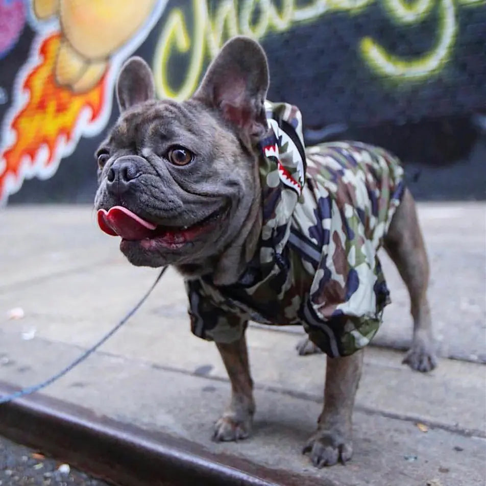 Dog wearing a camouflage hoodie standing on a sidewalk with graffiti in the background